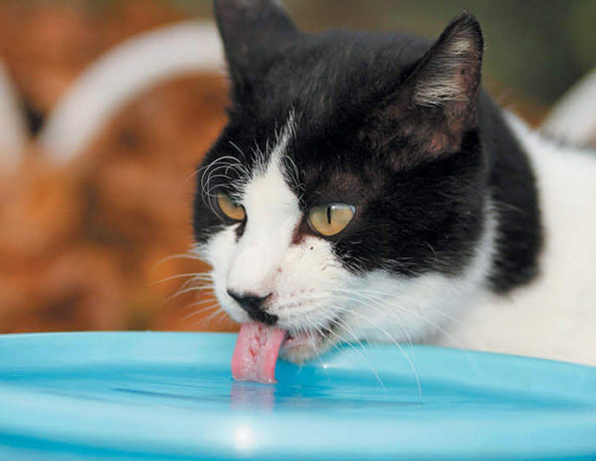 野生の猫のことを知ると納得 猫が水にこだわる6つの理由 ねこのきもちweb Magazine 野生の猫のことを知ると納得 猫が水にこだわる6つの理由 ねこのきもちweb Magazine