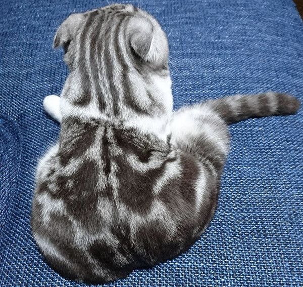 座るスコティッシュフォールド