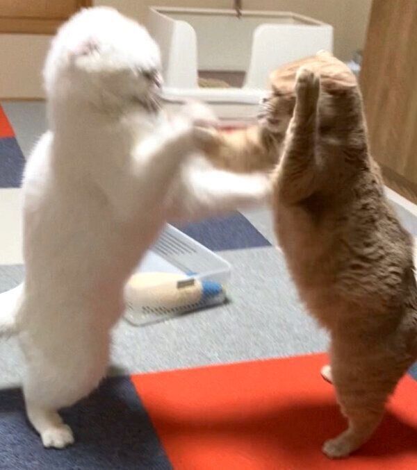 猫相撲をすむくちゃんともろみちゃん