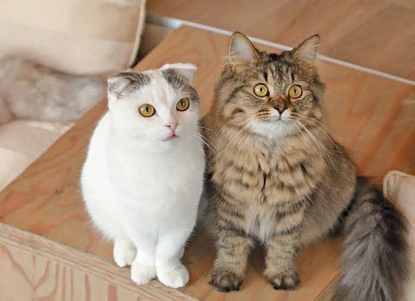 「噛む引っかく」をしやすい猫の特徴