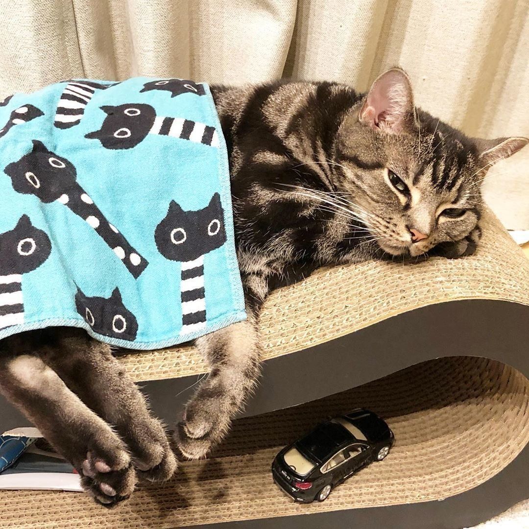 タオルかけてる猫