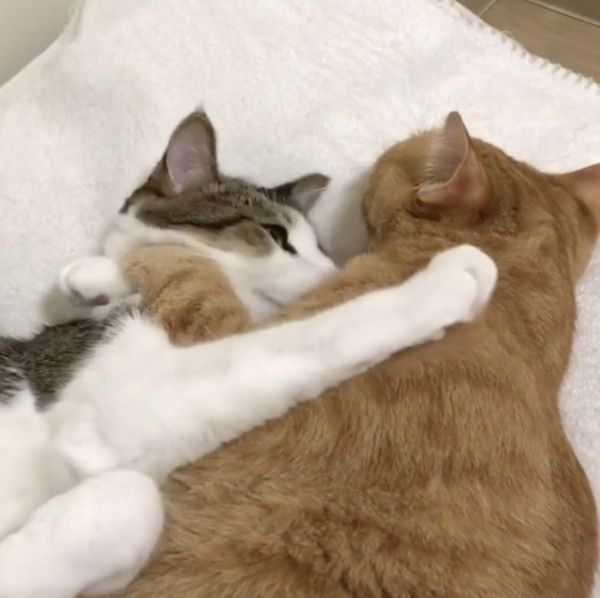 仲良しな兄弟猫