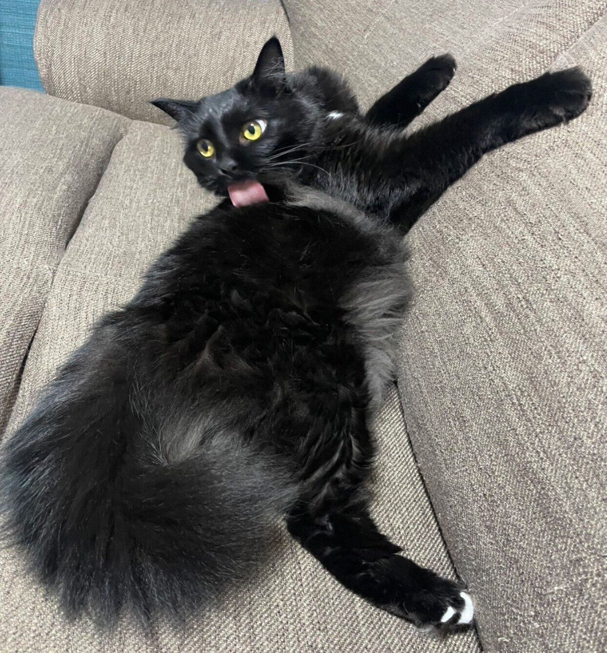 毛づくろいするもふちゃん