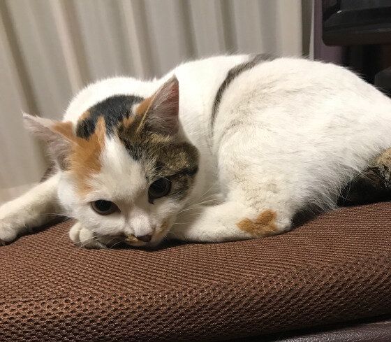 ミケのカブちゃん