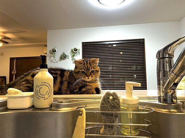 見つめるチョパえもんくん