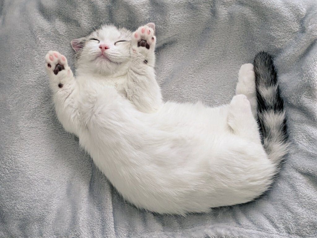 “バンニャイ”をして眠るシロップくん