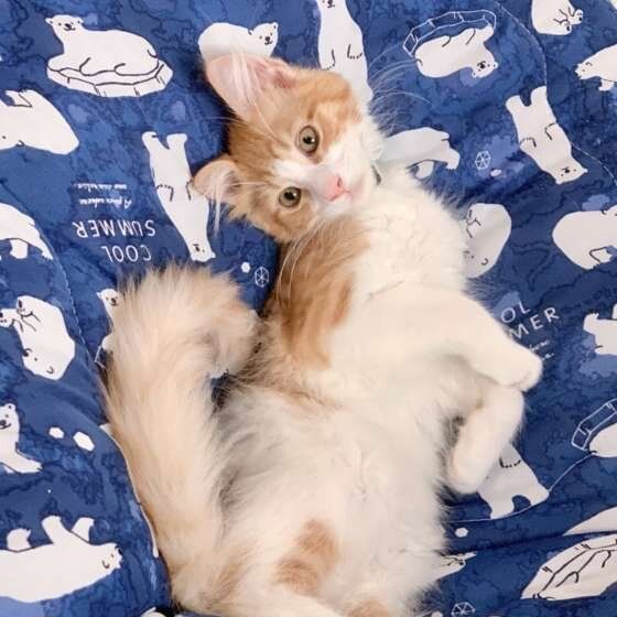 メインクーン Vくん