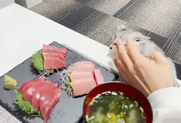 マグロが気になるととまるくん