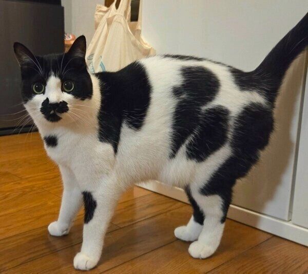 プードル柄のミアちゃん