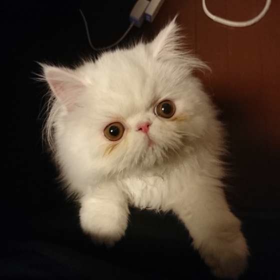 エキゾチックショートヘアのしし丸くん