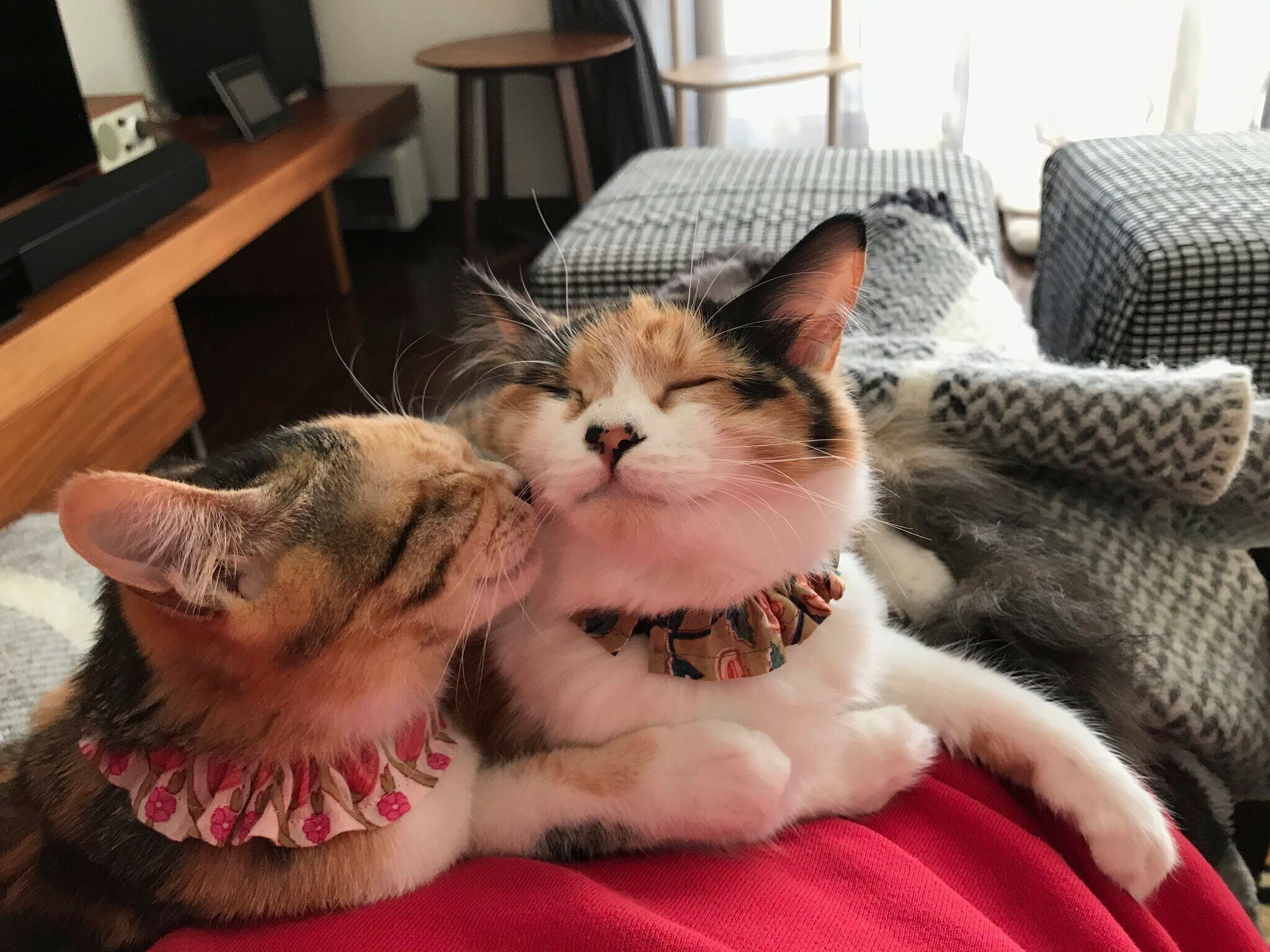 ケンカするほど仲がいい？ 　タンモちゃんとチョモちゃん