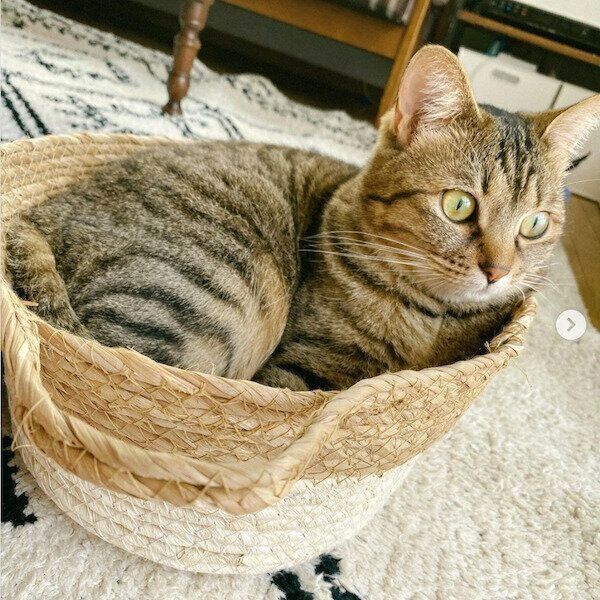 ダイソーの猫グッズ