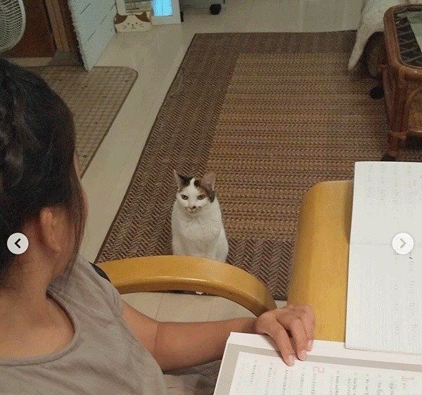 宿題をしているか見張る猫