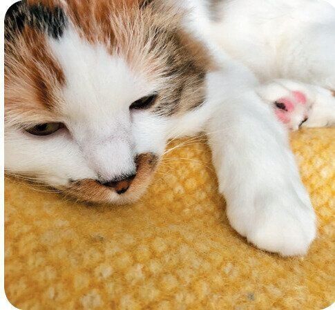 撮影／菊池亜都子先生