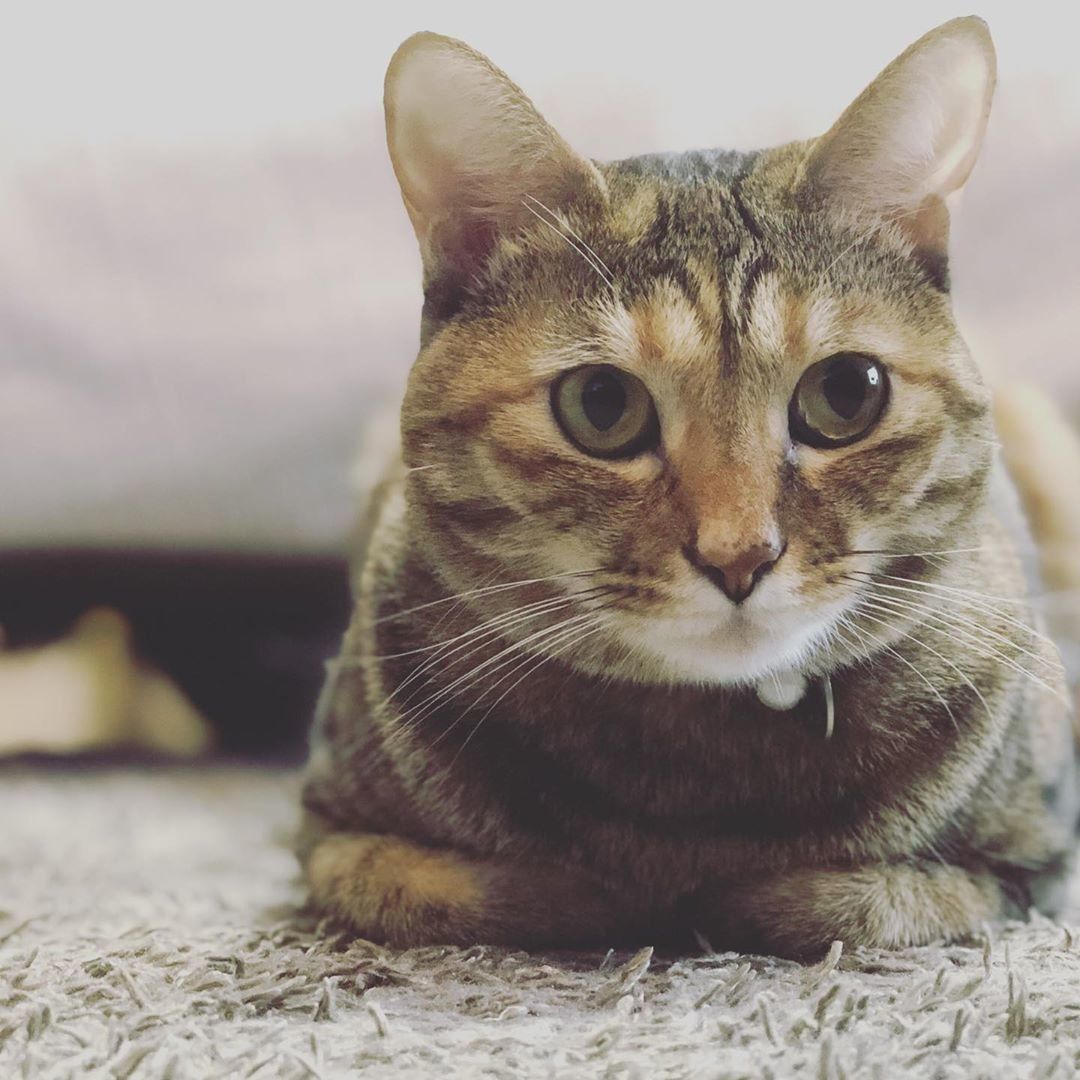 香箱座りする猫（キジトラ）