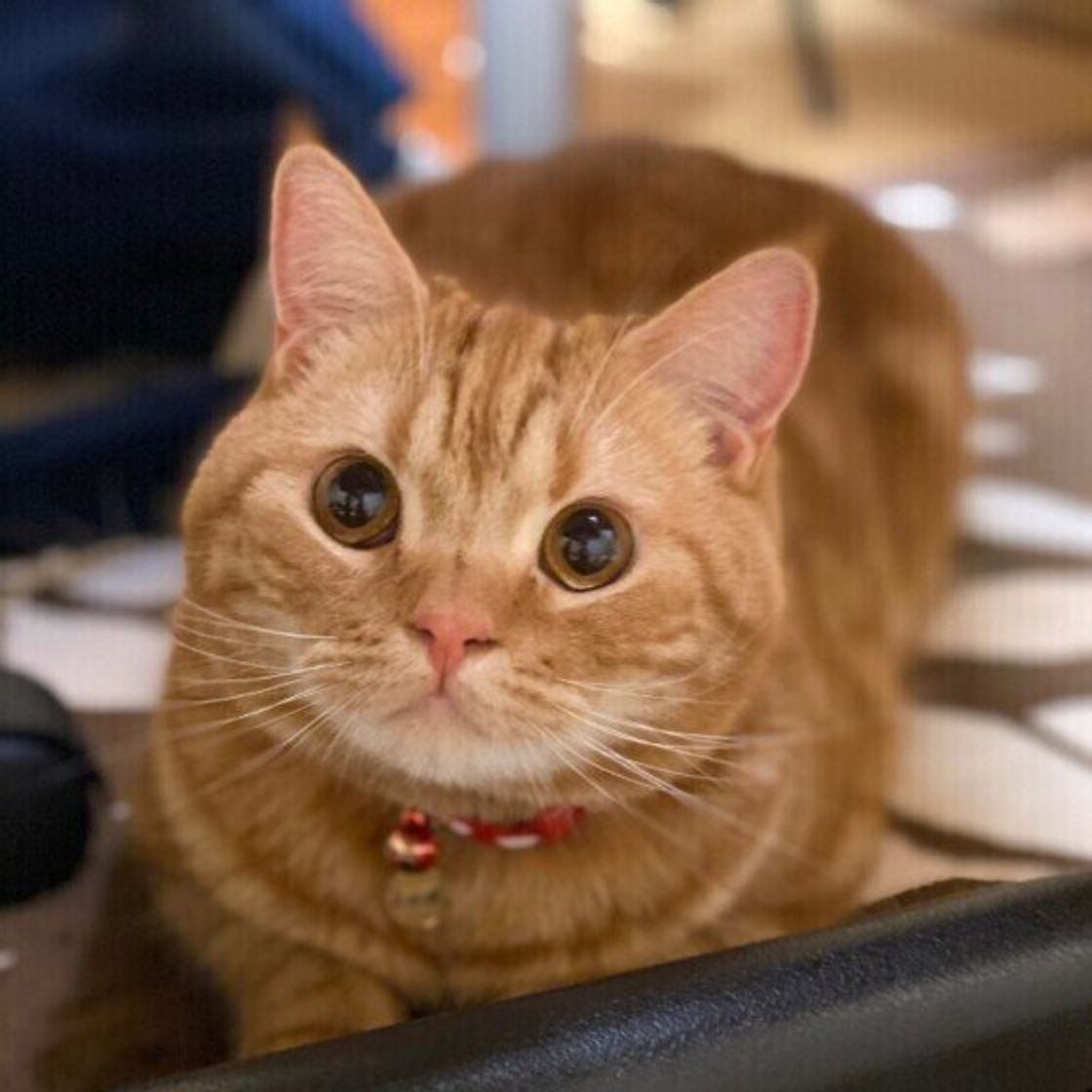 耳を後ろに倒すのはイライラしてるだけじゃない しぐさ別 間違えやすい猫の気持ち 3 ねこのきもちweb Magazine 耳を後ろに倒すのはイライラしてるだけじゃない しぐさ別 間違えやすい猫の気持ち 3 ねこのきもちweb Magazine