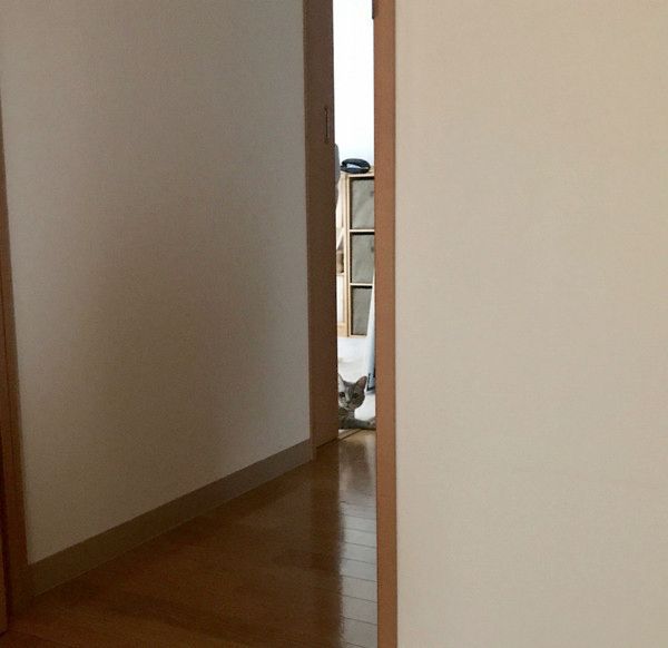 飼い主さんをストーカーする猫