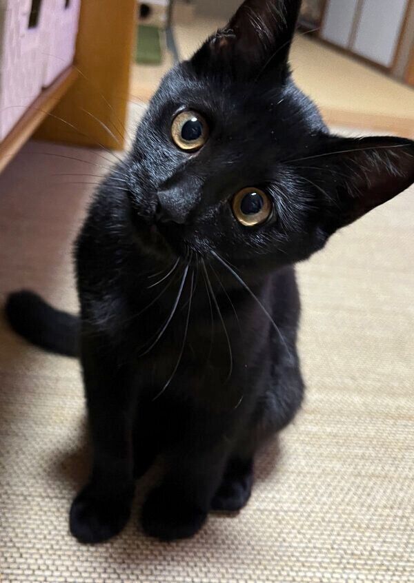 首をかしげるうにくん