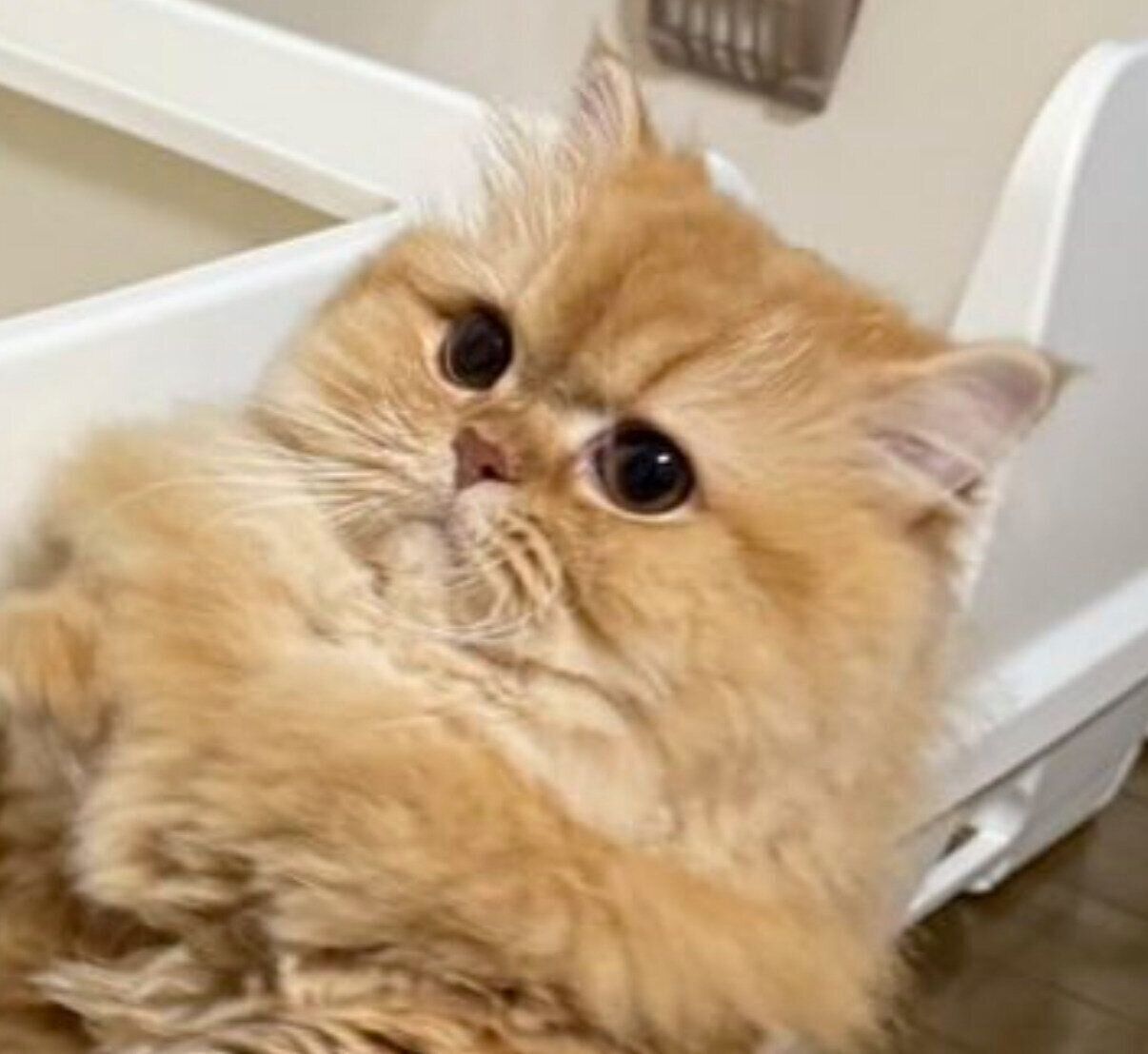 表情も可愛い美桜ちゃん