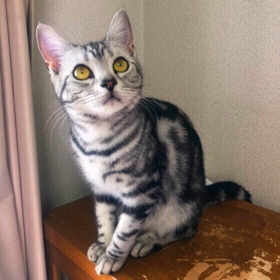 アメリカンショートヘア