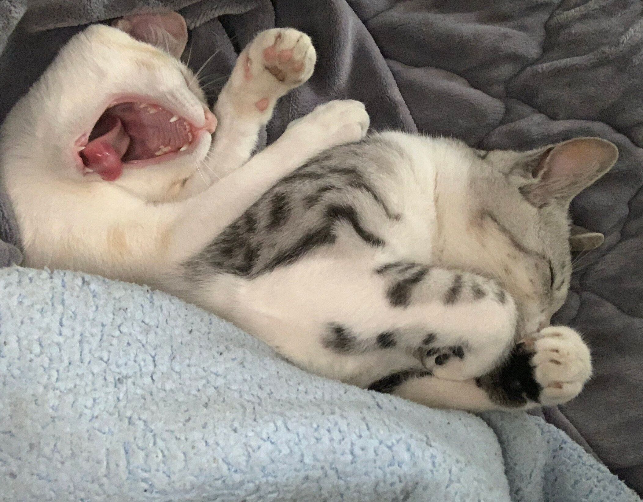 布団で仲良く眠るかやちゃん、びすけくん。