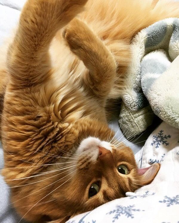 スリスリするソマリ