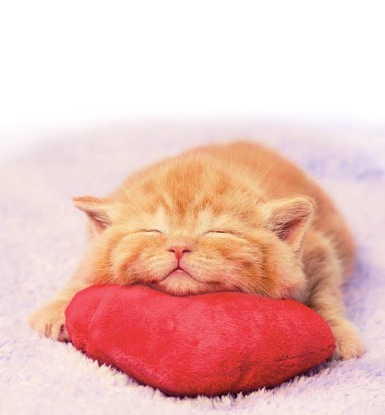 クッション　猫