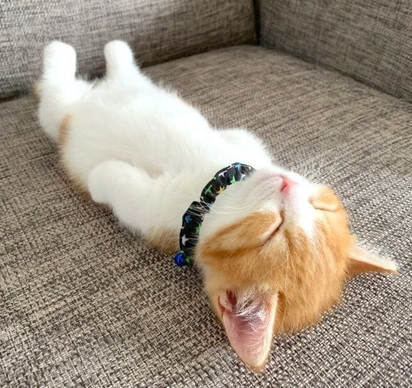 ヘソ天する茶太くん