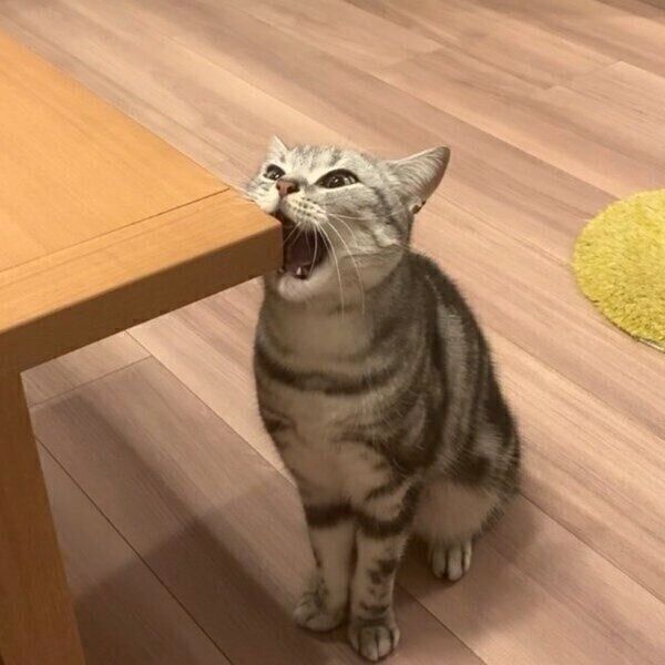 机の端っこをかじるあんこくん