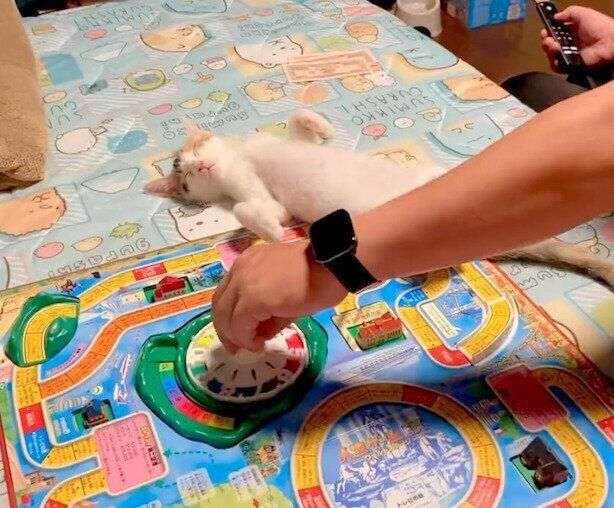 寝落ちしてしまったおこげちゃん