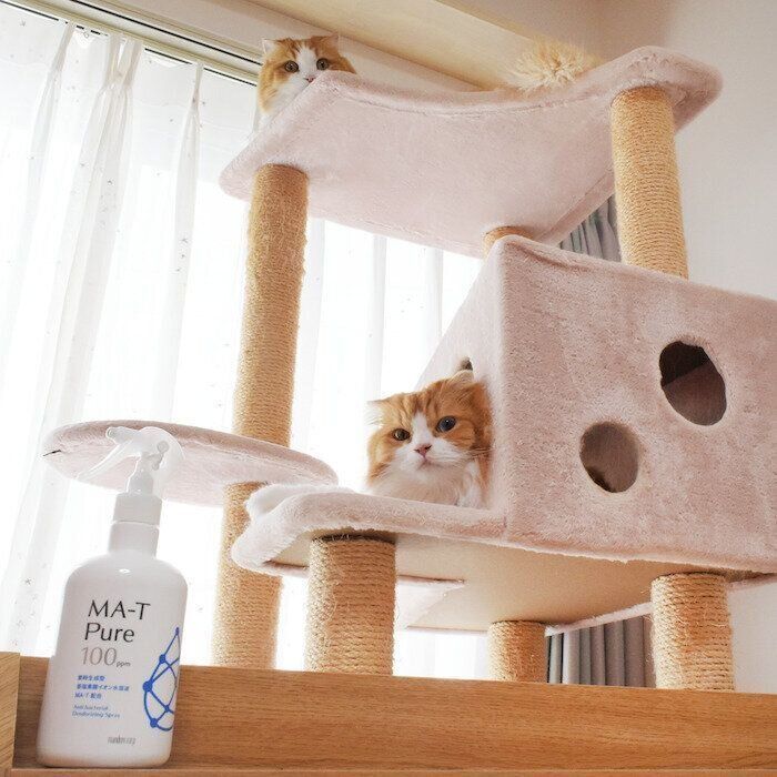 猫とキャットタワーとスプレー