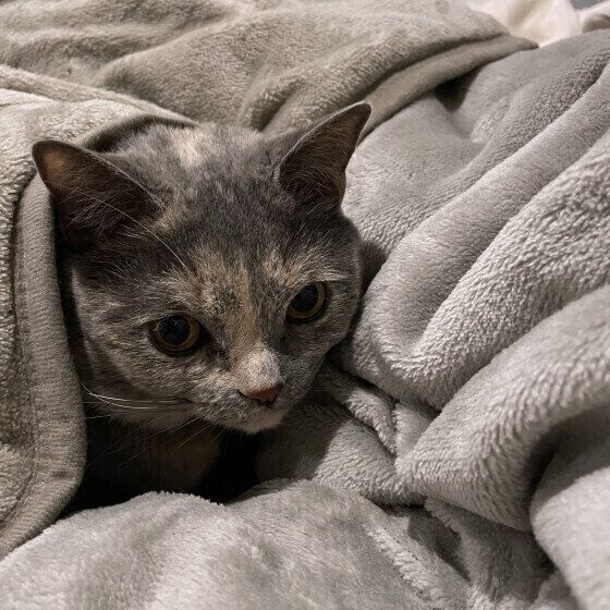 マンチカンのミュウちゃん