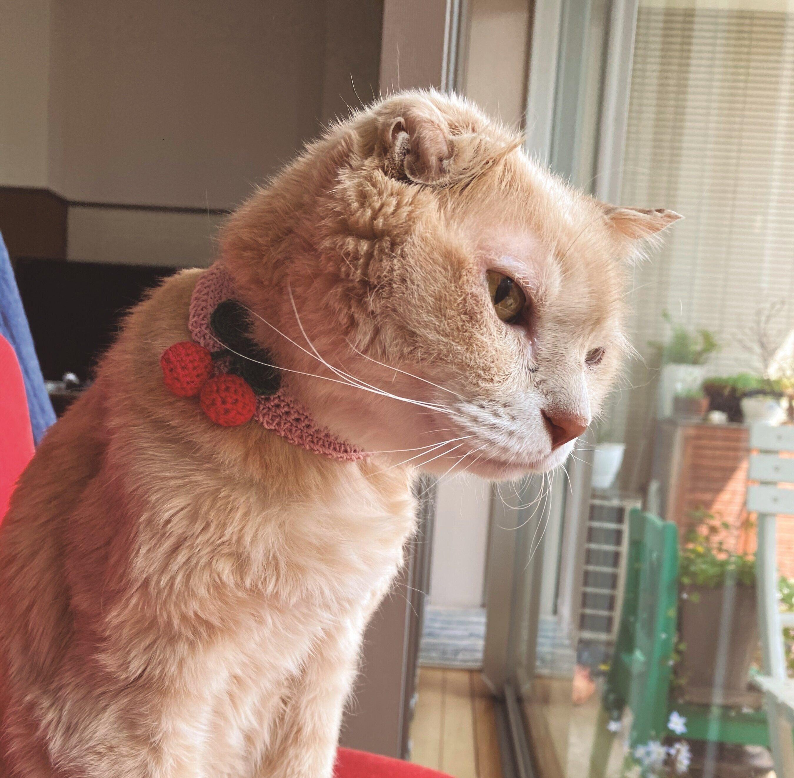 画像／ねこのきもち2023年7月号