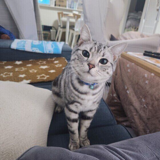 近寄ってくるアメリカンショートヘア