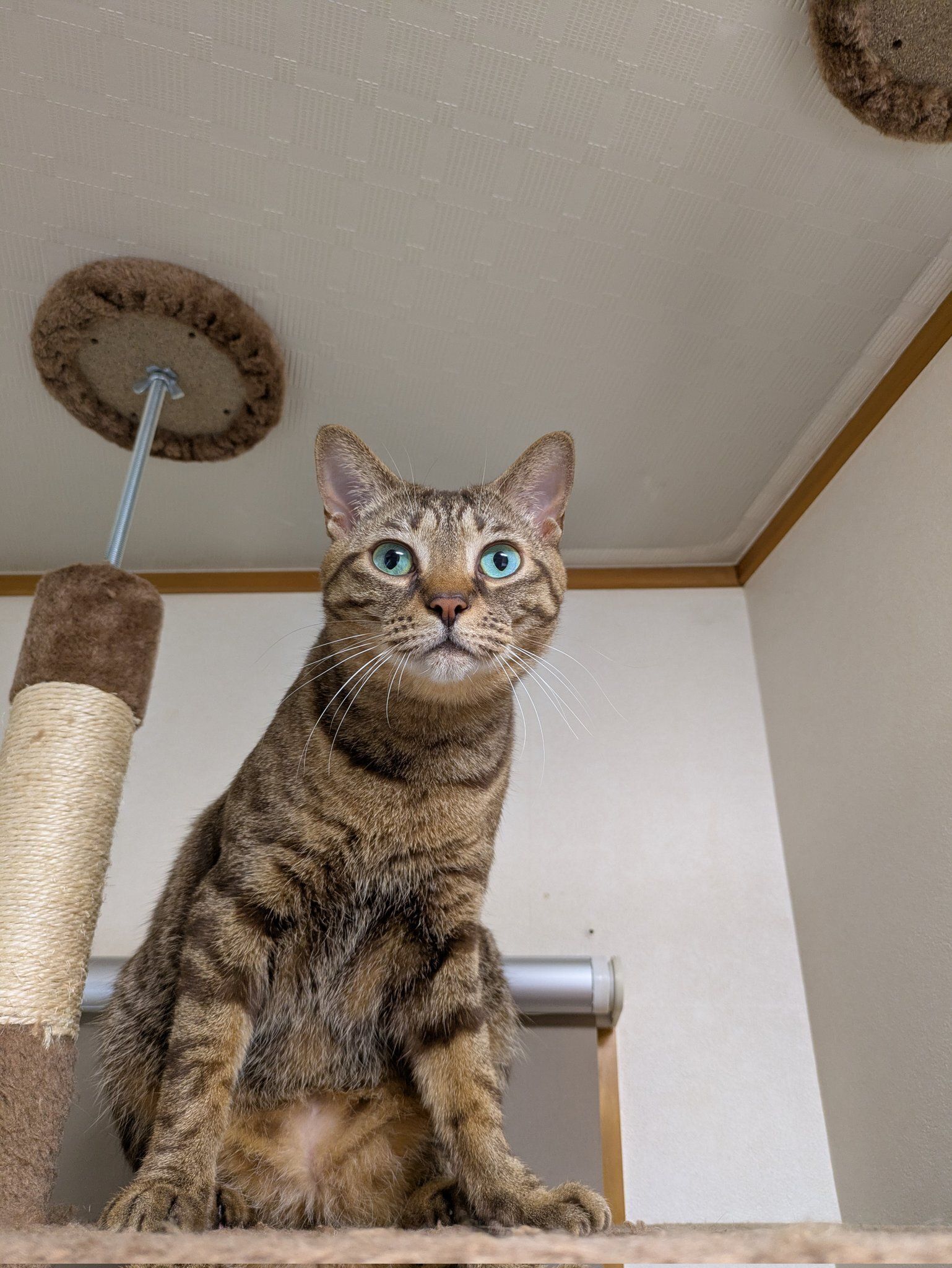 3才になる少し前のころの猫