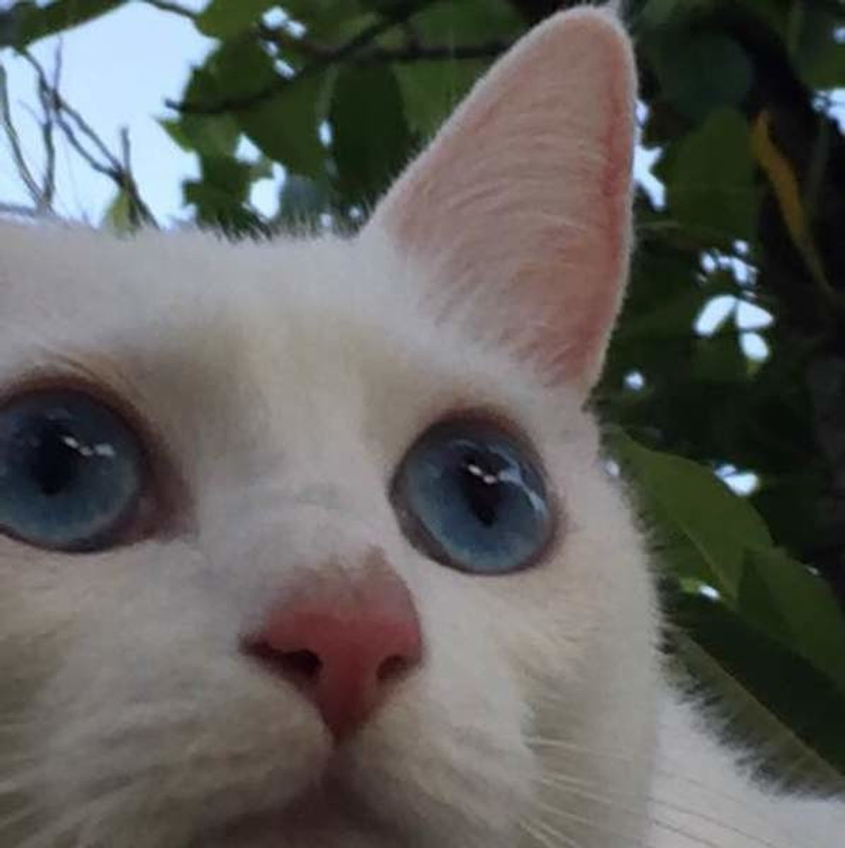 猫の耳掃除は注意が必要 グリグリしない耳のお手入れ方法について ねこのきもちweb Magazine 猫の耳掃除は注意が必要 グリグリしない耳のお手入れ方法について ねこのきもちweb Magazine