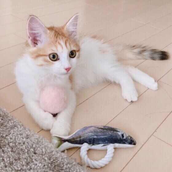 おもちゃで遊ぶサイベリアン