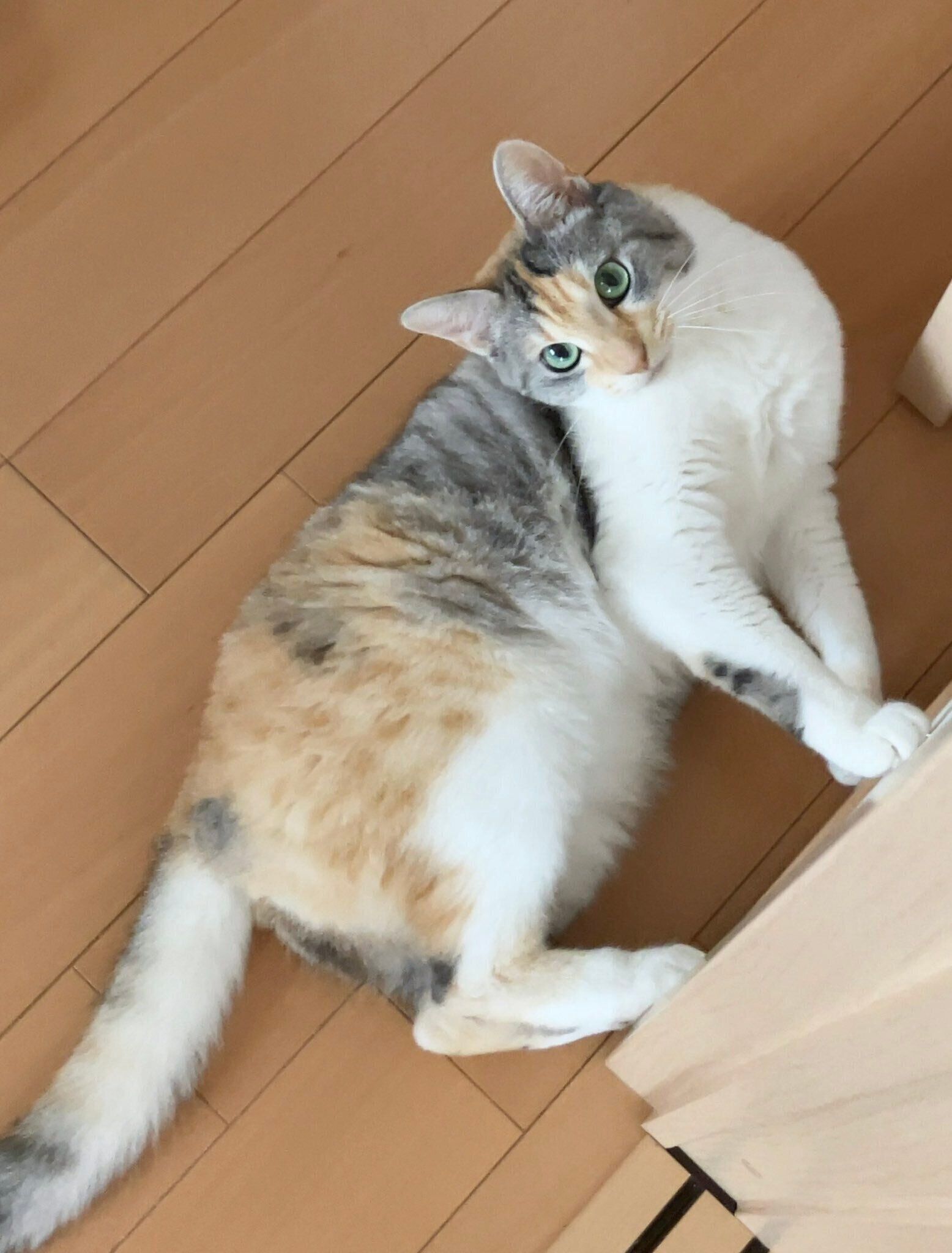 体をクネクネさせる猫