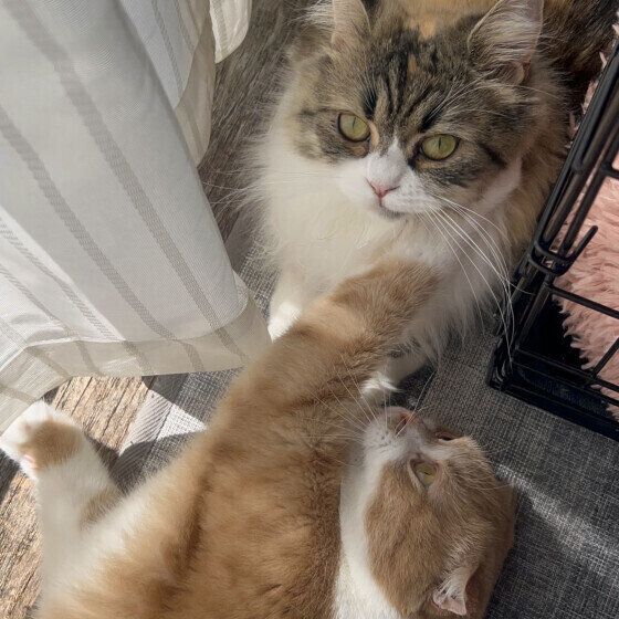 ニャンプロ中の猫たち