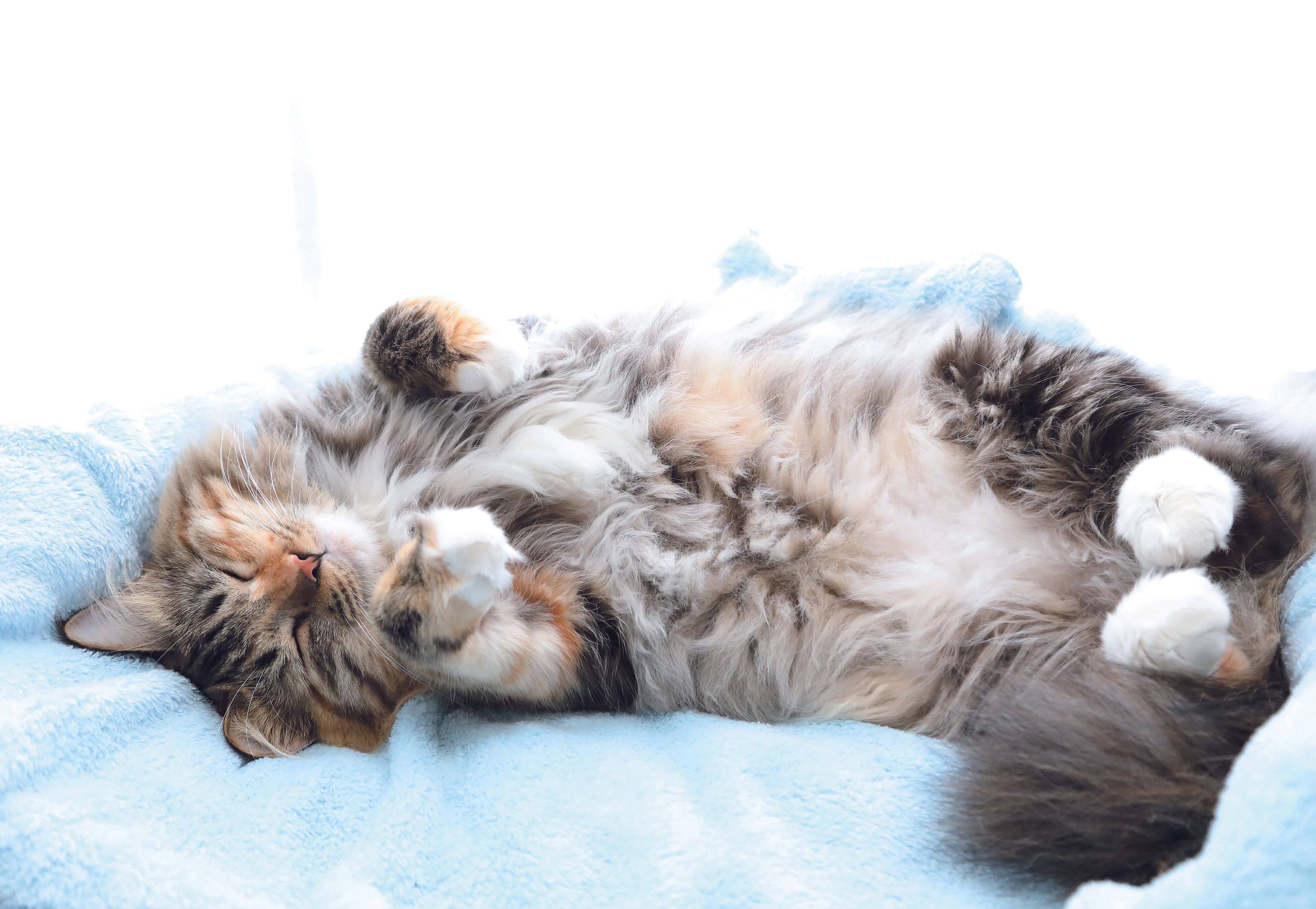 写真／ねこのきもち2019年4月号「We Love ニャンポーズ」