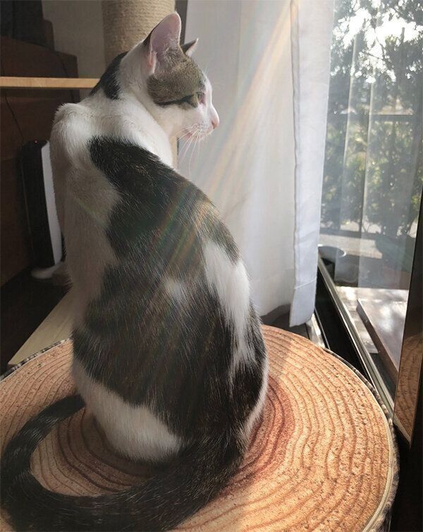 外を見るうしおくん