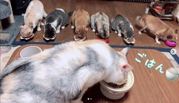 みんなでご飯を食べる犬と猫の大家族