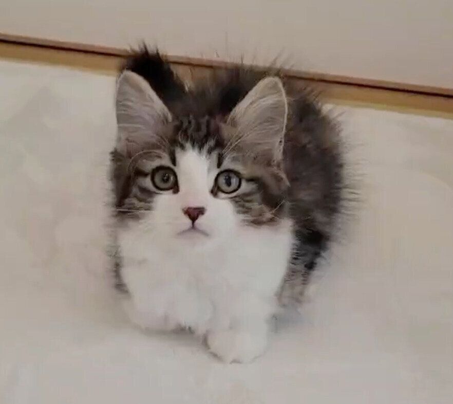 お迎え初日のノエルくん