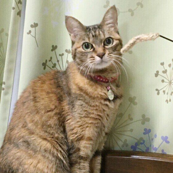 ねこじゃらしに興味がないミーちゃん