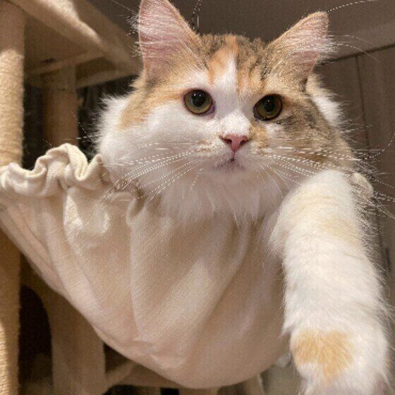 前足を伸ばすラガマフィン