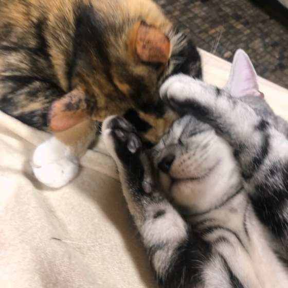 アメリカンショートヘア・トラまるくん・遊び中