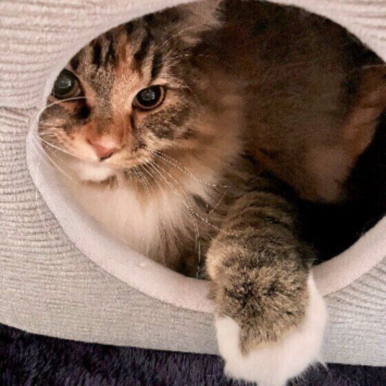 ベッドでまったりするサイベリアンのうにもちゃん