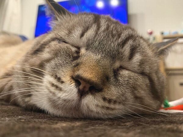 眠るしろくん