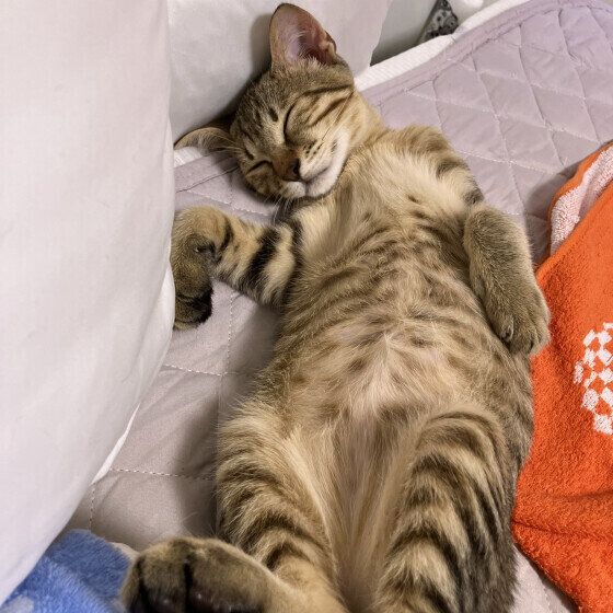 キジトラのマオくん