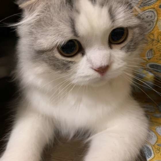 くつろぐスコティッシュフォールド・ロングヘア